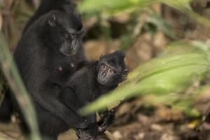 bambino crestato nero macaco mentre guardare a voi nel il foresta foto