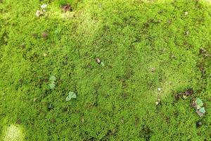 struttura di verde muschio sembra molto fresco, muschio sfondo foto