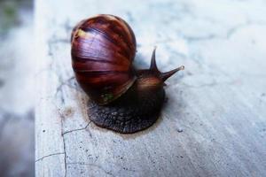 vicino su di un' Comune lumaca o elica aspersa emergente a partire dal conchiglia foto