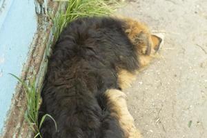 cane randagio per strada. animale domestico in città. foto