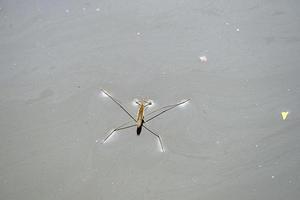 gerridae acqua insetto stagno pattinatore Gesù insetto foto