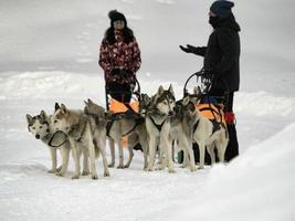 slitta cane nel nevoso montagne foto