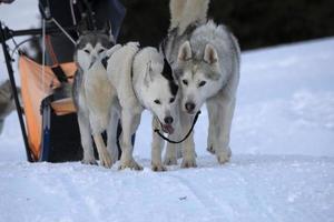 slitta cane nel nevoso montagne foto