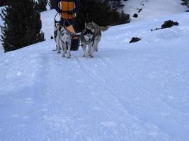 slitta cane nel nevoso montagne foto