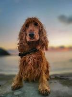 contento cane cocker spaniel giocando a il spiaggia a tramonto foto