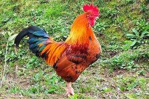 Gallo pollo ritratto guardare a voi foto