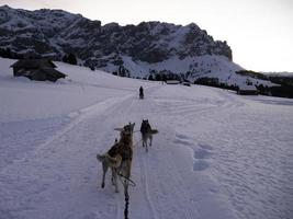 slitta cane nel nevoso montagne a tramonto nel dolomiti foto