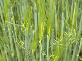 campo di grano verde in primavera foto