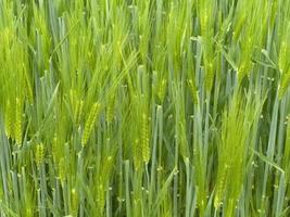 campo di grano verde in primavera foto