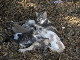 madre gatto l'allattamento al seno neonato gattini foto
