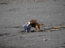 contento cane cocker spaniel giocando a il spiaggia foto