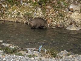 suino febbre selvaggio cinghiale nel Genova cittadina bisagno fiume urbano natura foto