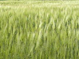 verde Grano picchi campo mosso di vento foto