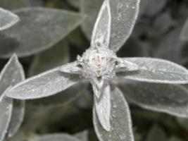 stachys bizantina argento foglia pianta foto