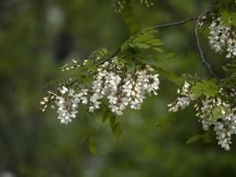 acacia albero bianca fiore dettaglio foto