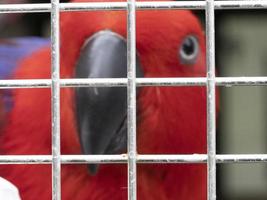 pappagallo nel un' gabbia foto