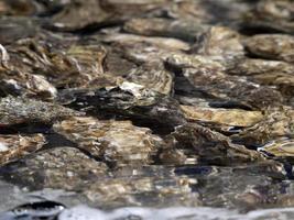 ostrica serbatoio nel un' pesce ristorante di il mare foto