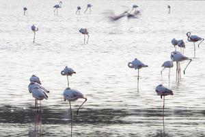 fenicottero nel un' palude nel vendicari ritiro sicilia foto