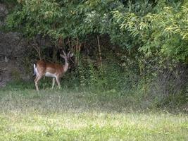giovane maschio maggese cervo su verde foresta sfondo foto