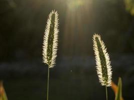 erba spuntone nel il nero sfondo nel il sole leggero foto