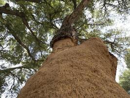 sughero albero abbaiare dettaglio vicino su sardegna foto