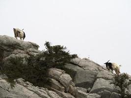 montagna capra su rocce nel sardegna foto