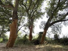 sughero albero abbaiare dettaglio vicino su sardegna foto