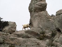 montagna capra su rocce nel sardegna foto