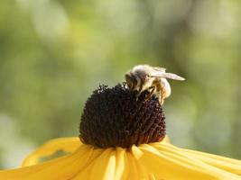 ape volare su echinacea pianta fiore vicino su foto