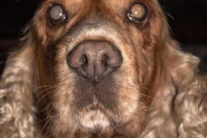 cucciolo cane naso macro dettaglio vicino su foto