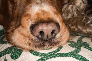 cucciolo cane naso macro dettaglio vicino su foto