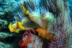 torcere mossa effetto clown pesce dentro rosso anemone nel malva foto