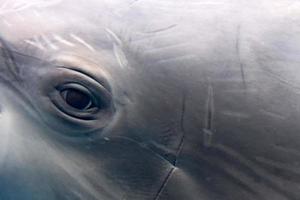 delfino occhio vicino su ritratto macro Visualizza subacqueo foto