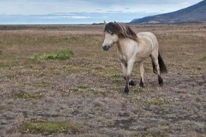 ritratto di cavallo islandese foto