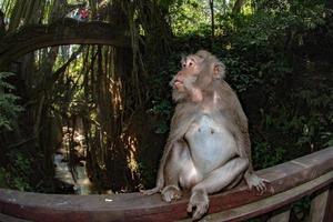 Indonesia macaco scimmia scimmia vicino su ritratto foto