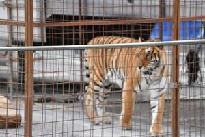 circo in gabbia tigre foto