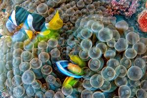 torcere mossa effetto clown pesce dentro rosso anemone nel malva foto