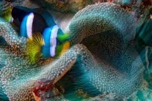 torcere mossa effetto clown pesce dentro rosso anemone nel malva foto