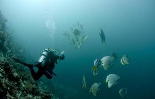 un' autorespiratore tuffatore con un' gruppo di pipistrello pesce nel Maldive foto