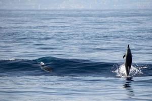 delfino mentre salto nel il mare a tramonto foto