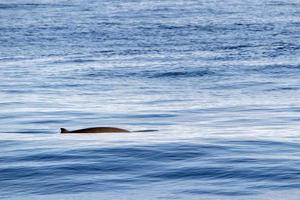 madre e bambino vitello cuvier Oca becco balena delfino ziphius cavirostri foto