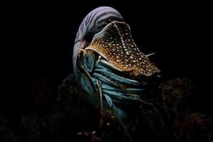 nautilo subacqueo su nero sfondo vicino su foto