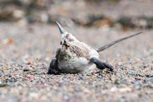 patagonia pinguino vicino su ritratto vicino per Morte foto