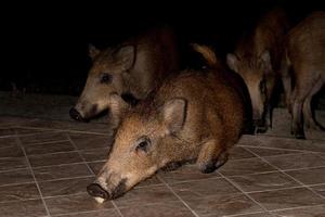 neonato cucciolo giovane selvaggio cinghiale mangiare pane a notte foto