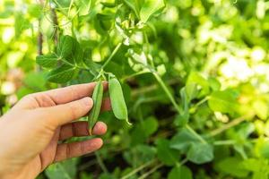 concetto di giardinaggio e agricoltura. lavoratore agricolo femminile che raccoglie a mano piselli organici maturi freschi verdi sul ramo in giardino. produzione di cibo casalingo vegano vegetariano. donna che raccoglie i baccelli di pisello. foto