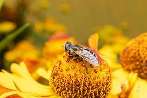 l'ape mellifera ricoperta di polline giallo beve il nettare, fiore impollinatore. sfondo floreale naturale ispiratore del giardino fiorito primaverile o estivo. vita di insetti, macro estrema primo piano fuoco selettivo foto