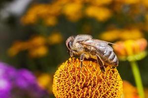 l'ape mellifera ricoperta di polline giallo beve il nettare, fiore impollinatore. sfondo floreale naturale ispiratore del giardino fiorito primaverile o estivo. vita di insetti, macro estrema primo piano fuoco selettivo foto