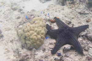 un' nero mare stella vicino su su il sabbia sfondo foto