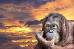 orangutan scimmia vicino su ritratto Guarda a voi foto