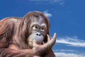 orangutan scimmia vicino su ritratto Guarda a voi foto